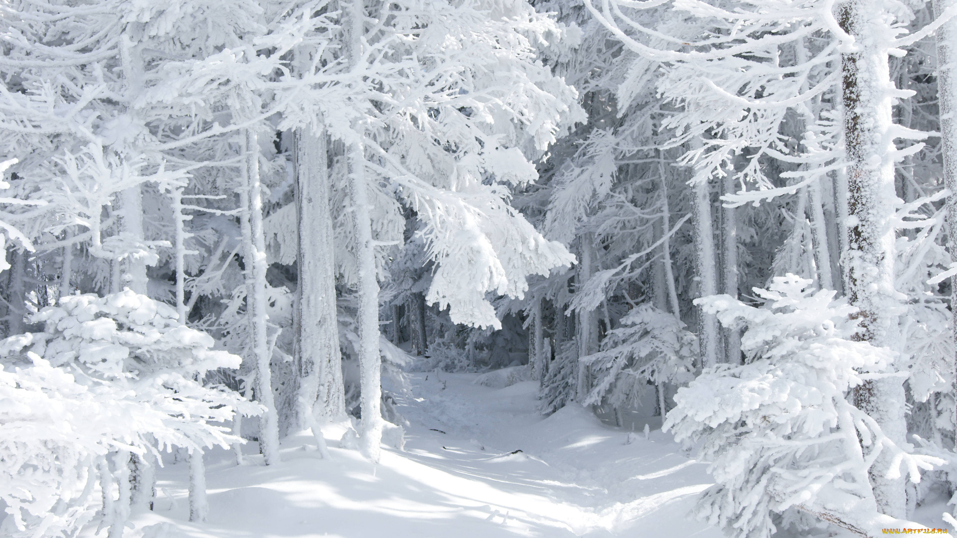 природа, зима, сказка, снег, лес