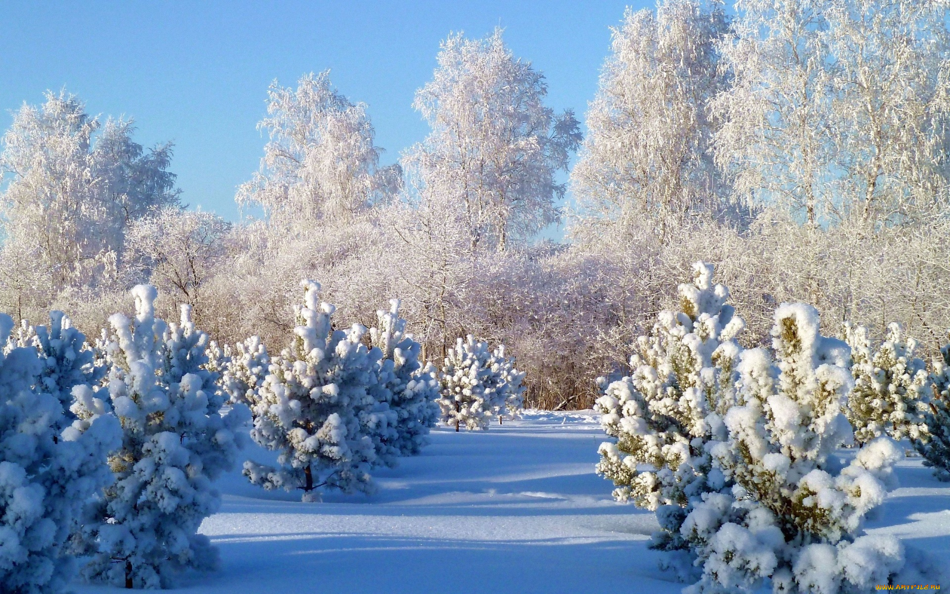 природа, зима, деревья, снег