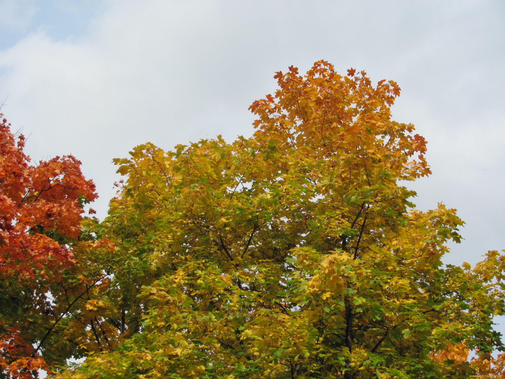 природа, деревья, осень, краски, клены