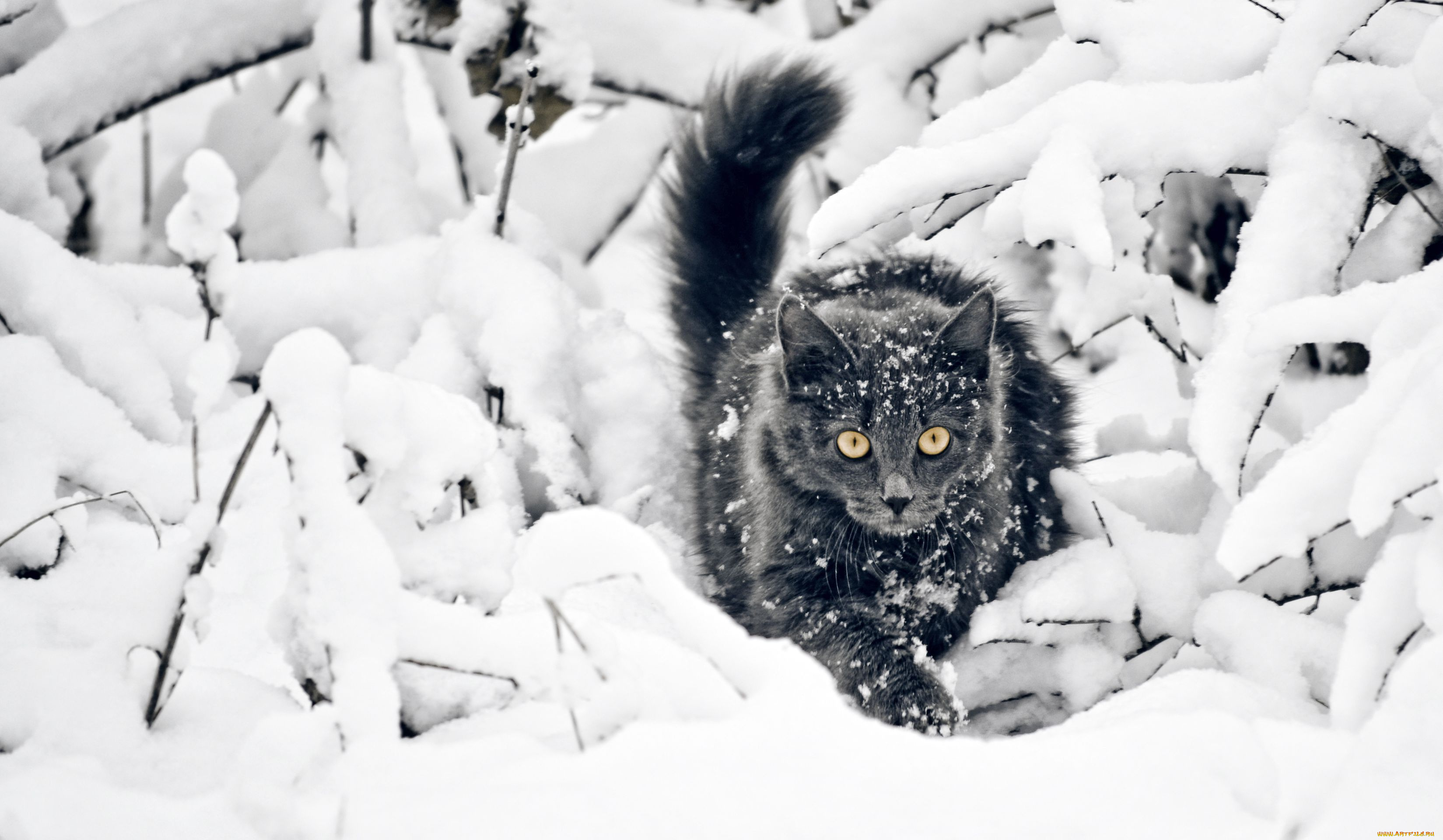 животные, коты, снег, зима, котэ