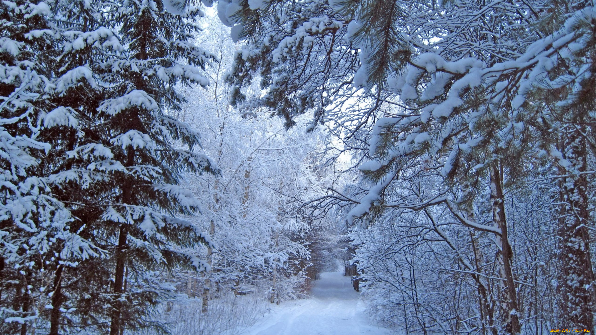 природа, зима, снег, лес, деревья