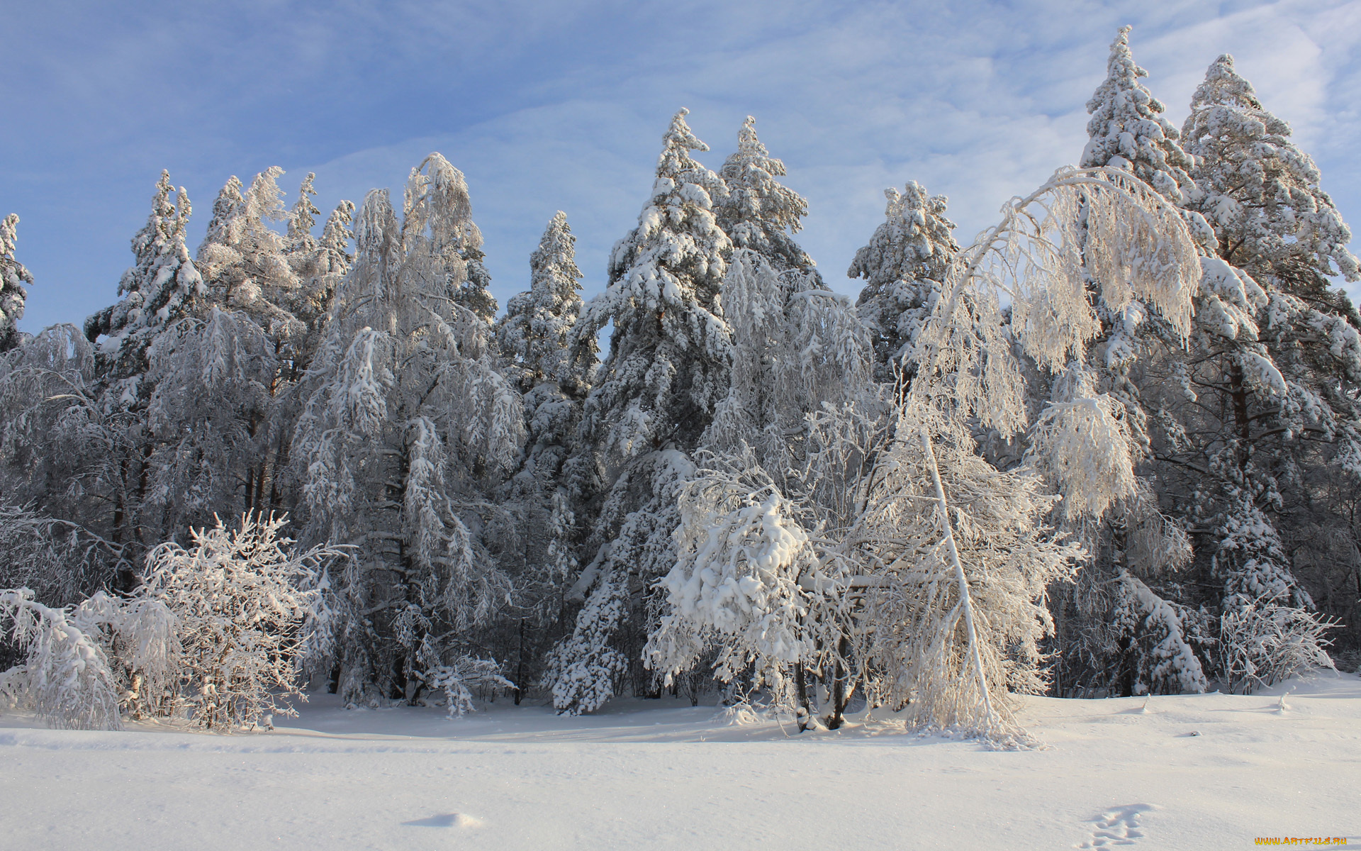 природа, зима, лес, снег, деревья