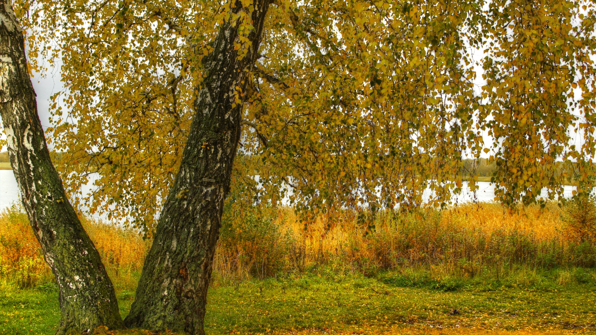 природа, деревья, береза, осень