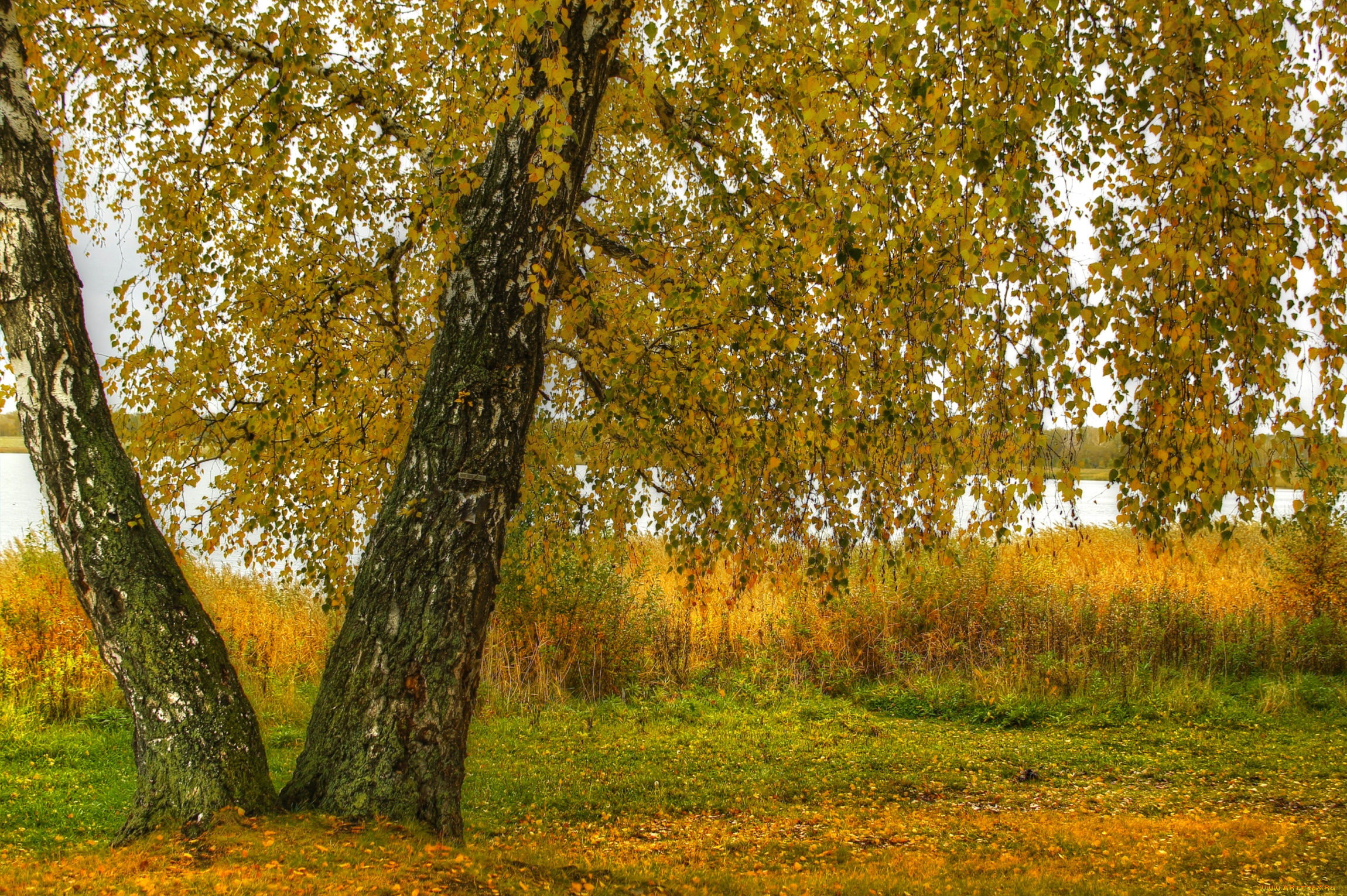 природа, деревья, береза, осень