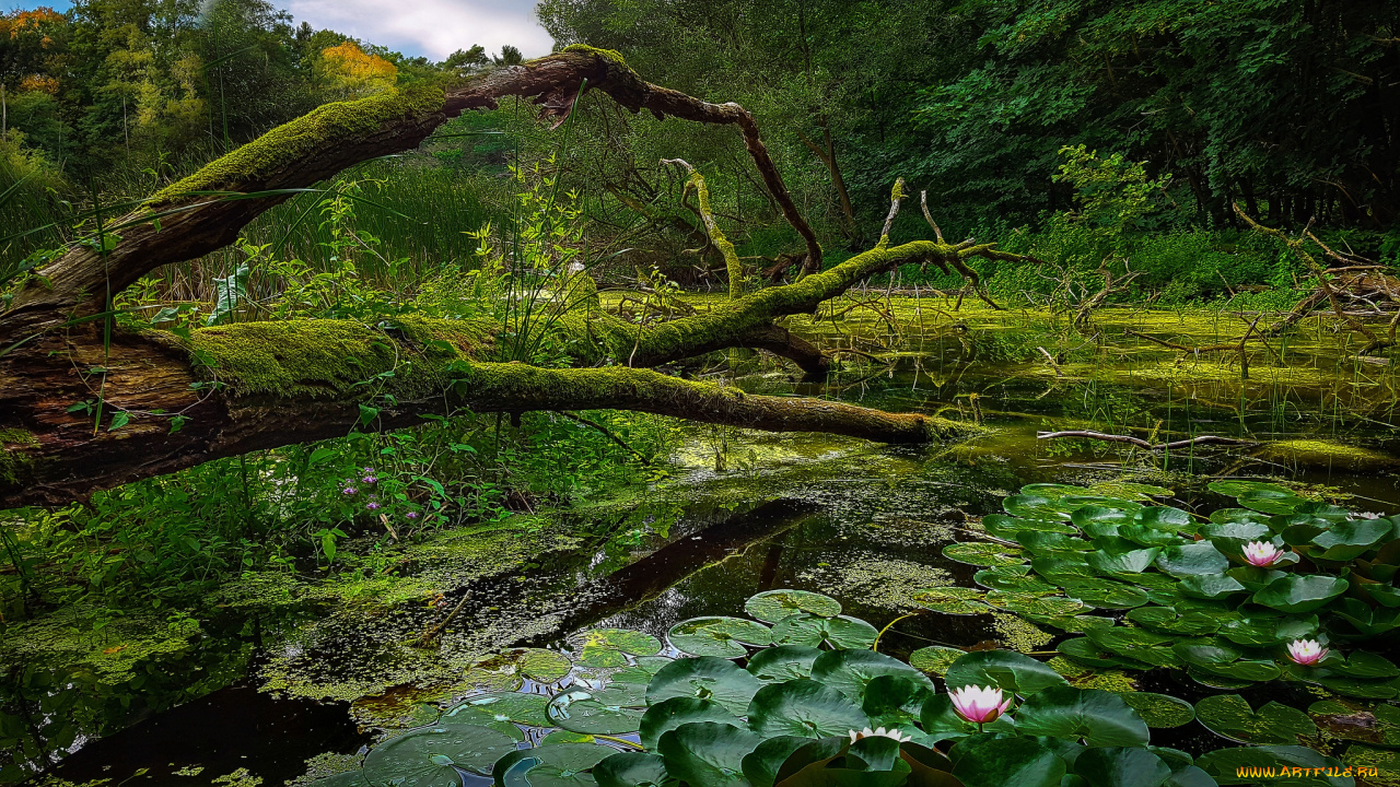 природа, реки, озера, река, лес