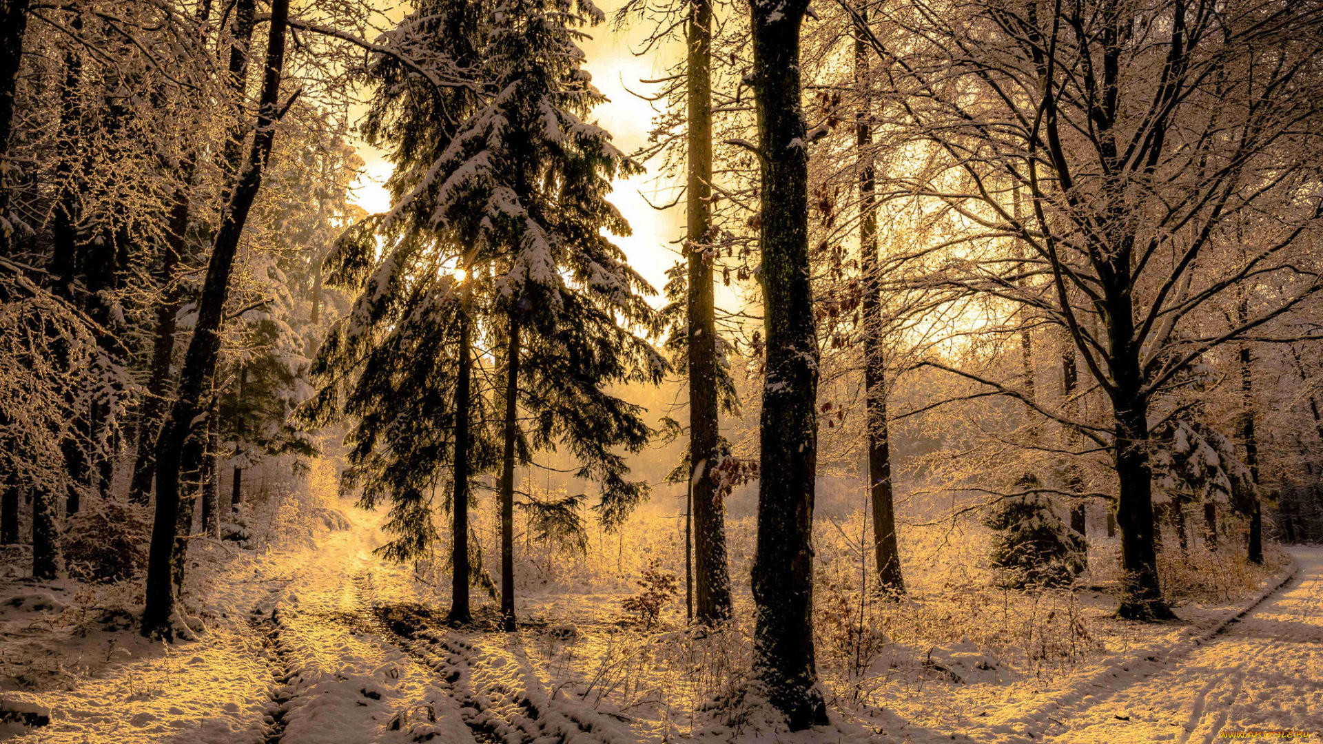 природа, лес, деревья, закат, зима