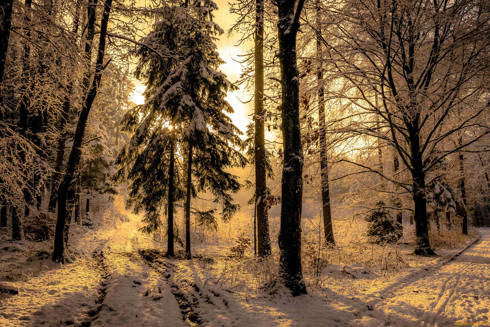 природа, лес, деревья, закат, зима