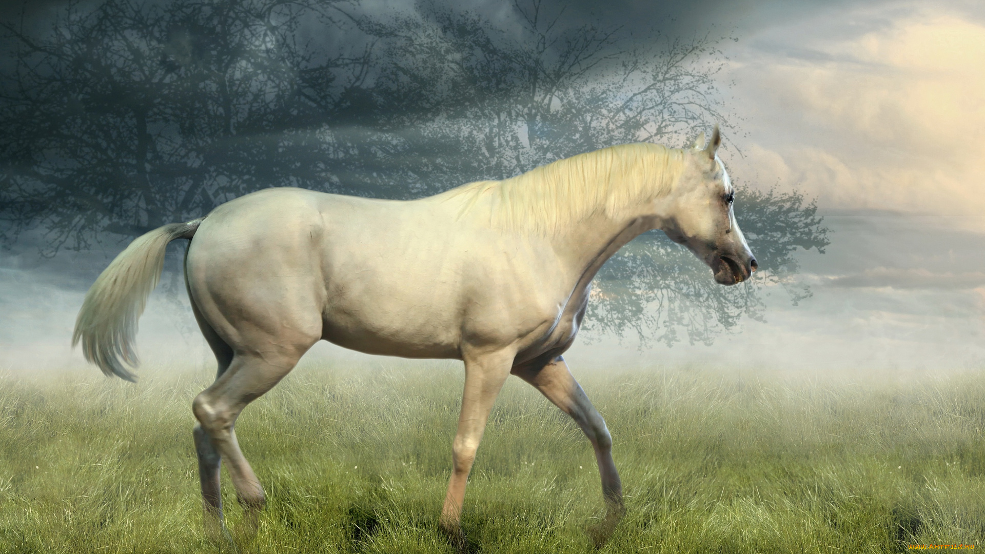 животные, лошади, трава, туман, лошадь