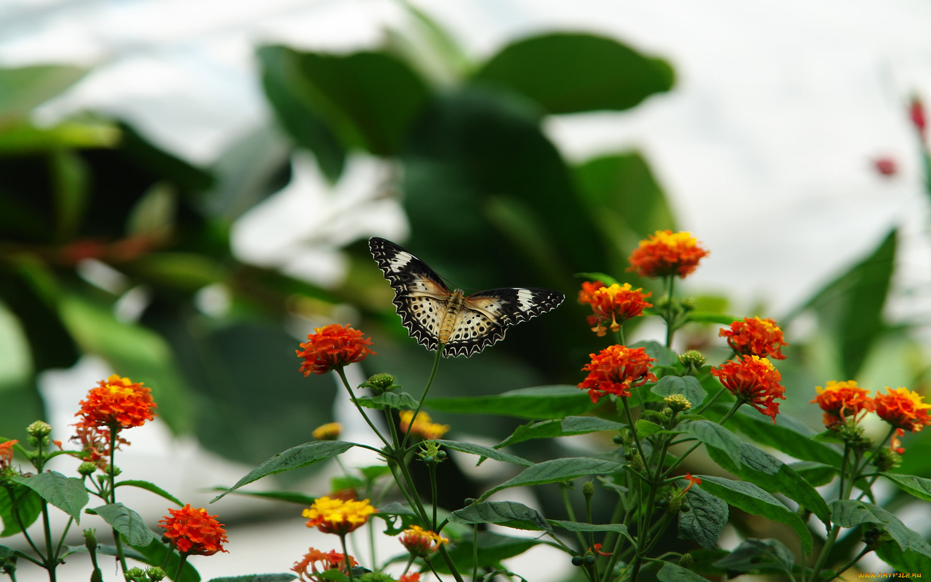 Пархающая над цветком бабочка бесплатно