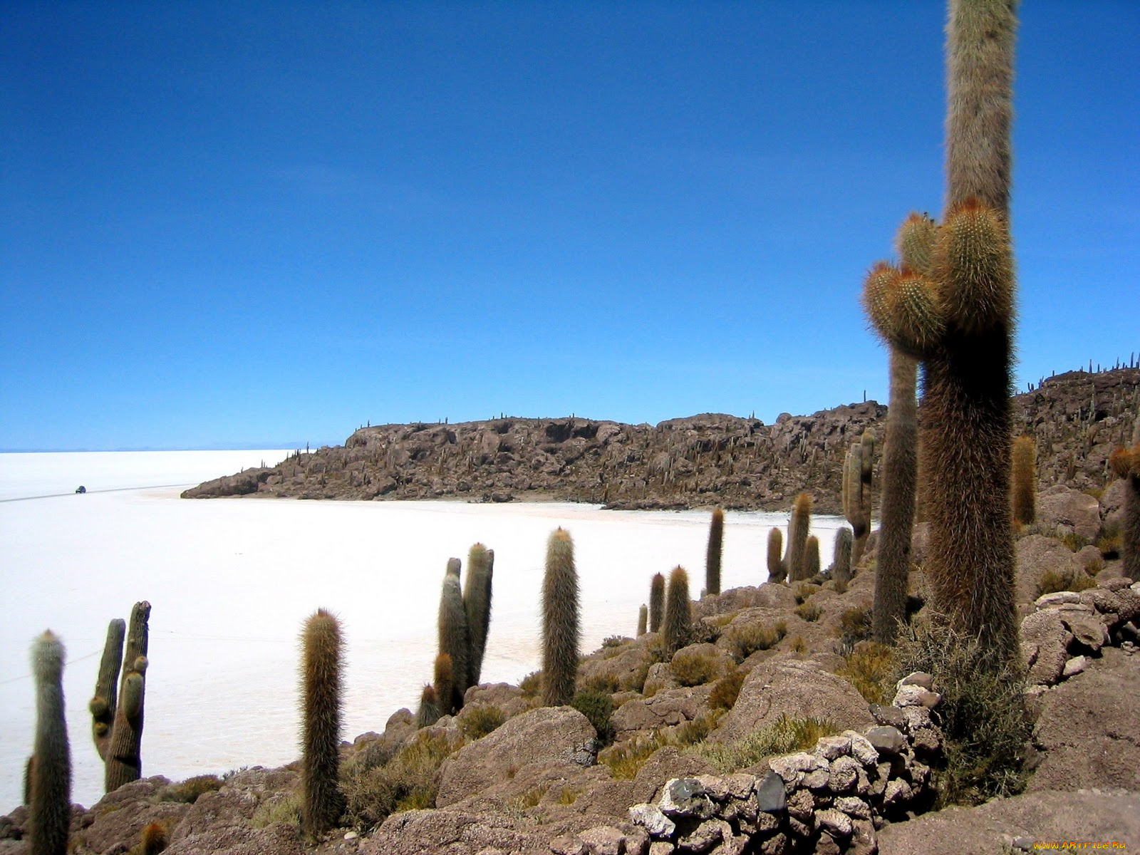 salar, de, uyuni, природа, другое, bolivia, кактус