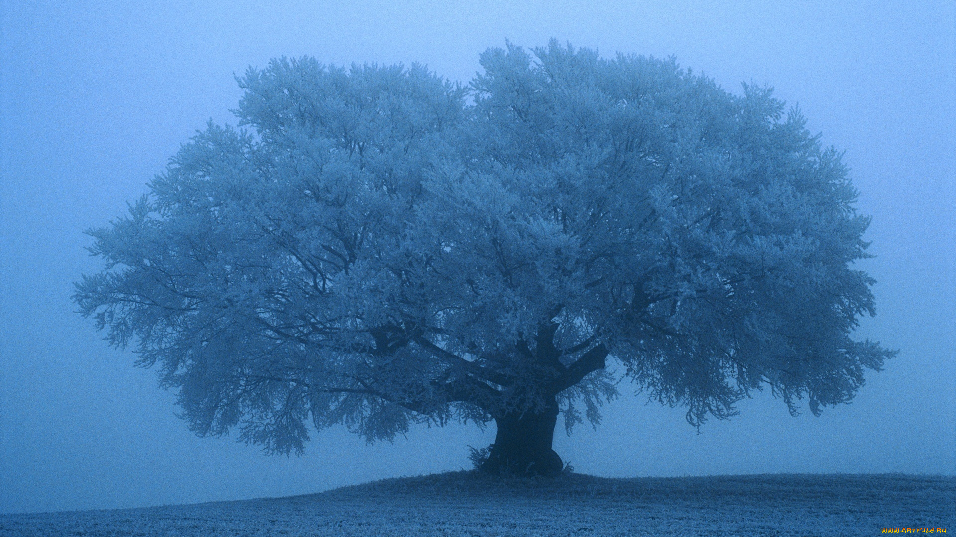природа, деревья, снег, синий