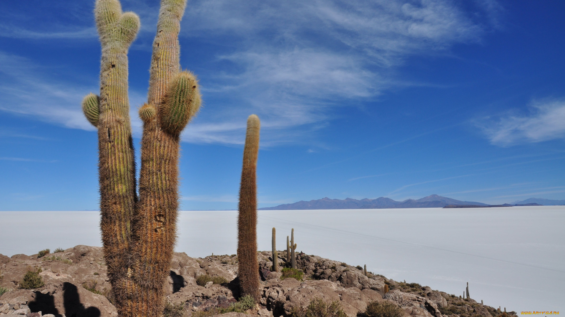 salar, de, uyuni, природа, другое, кактус, bolivia