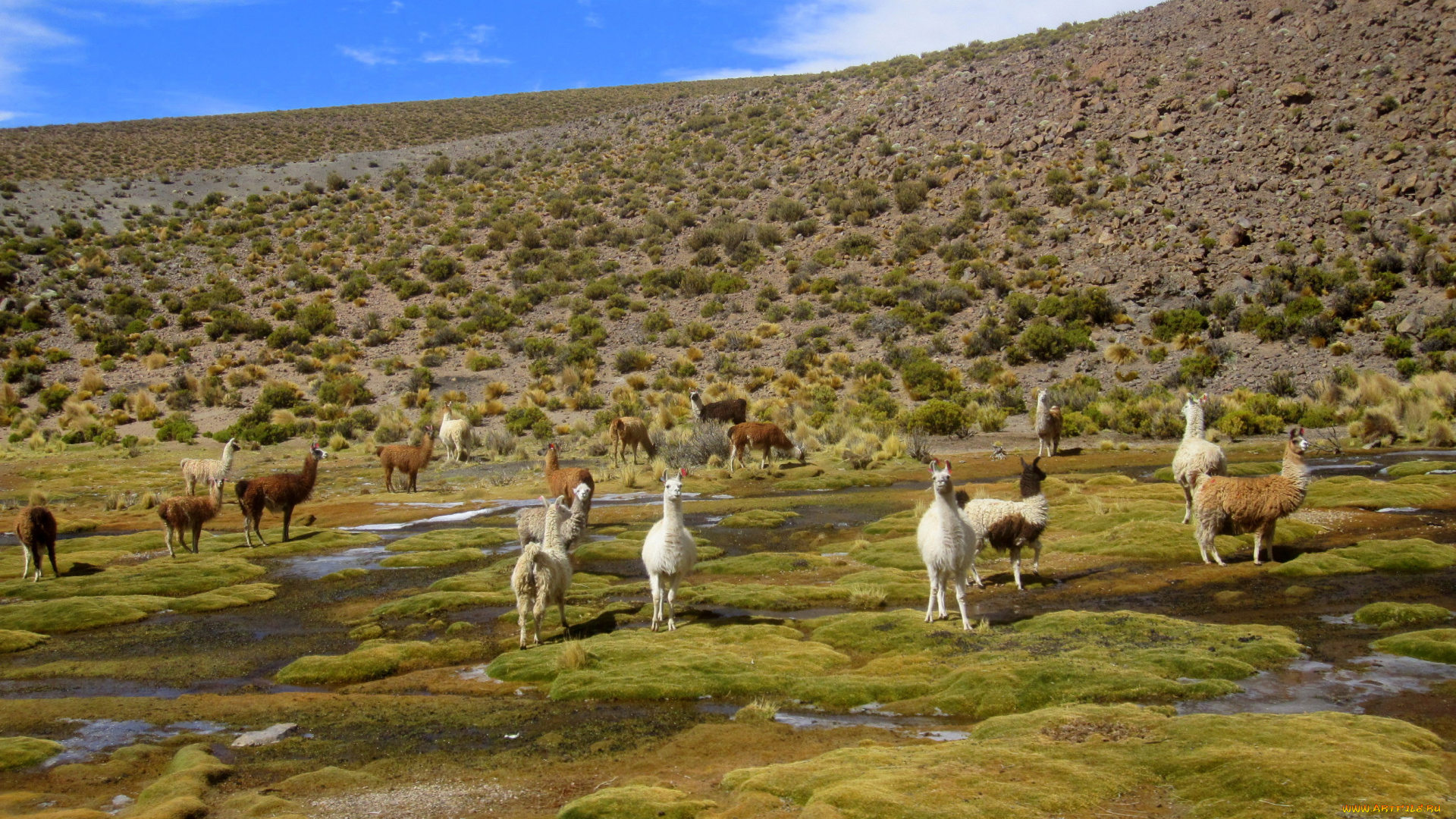 salar, de, uyuni, животные, ламы, bolivia