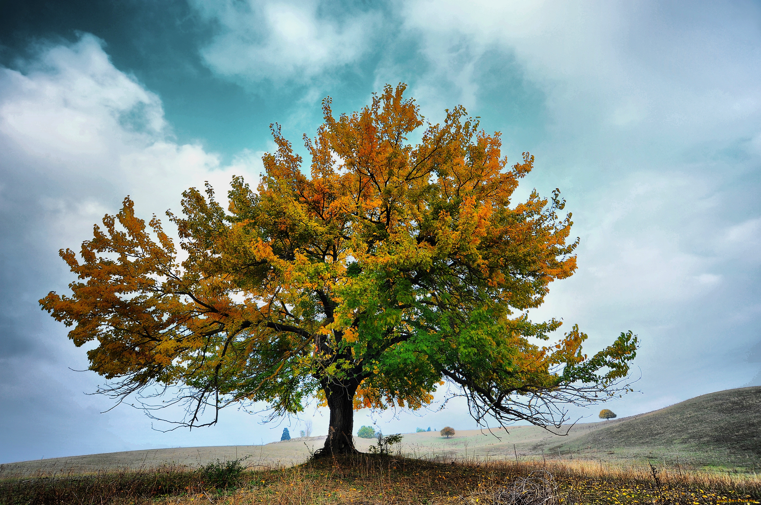 Дерево картинка. Таворский дуб. Туранга дерево. Тамаловое дерево. Вяз ясень осенью.