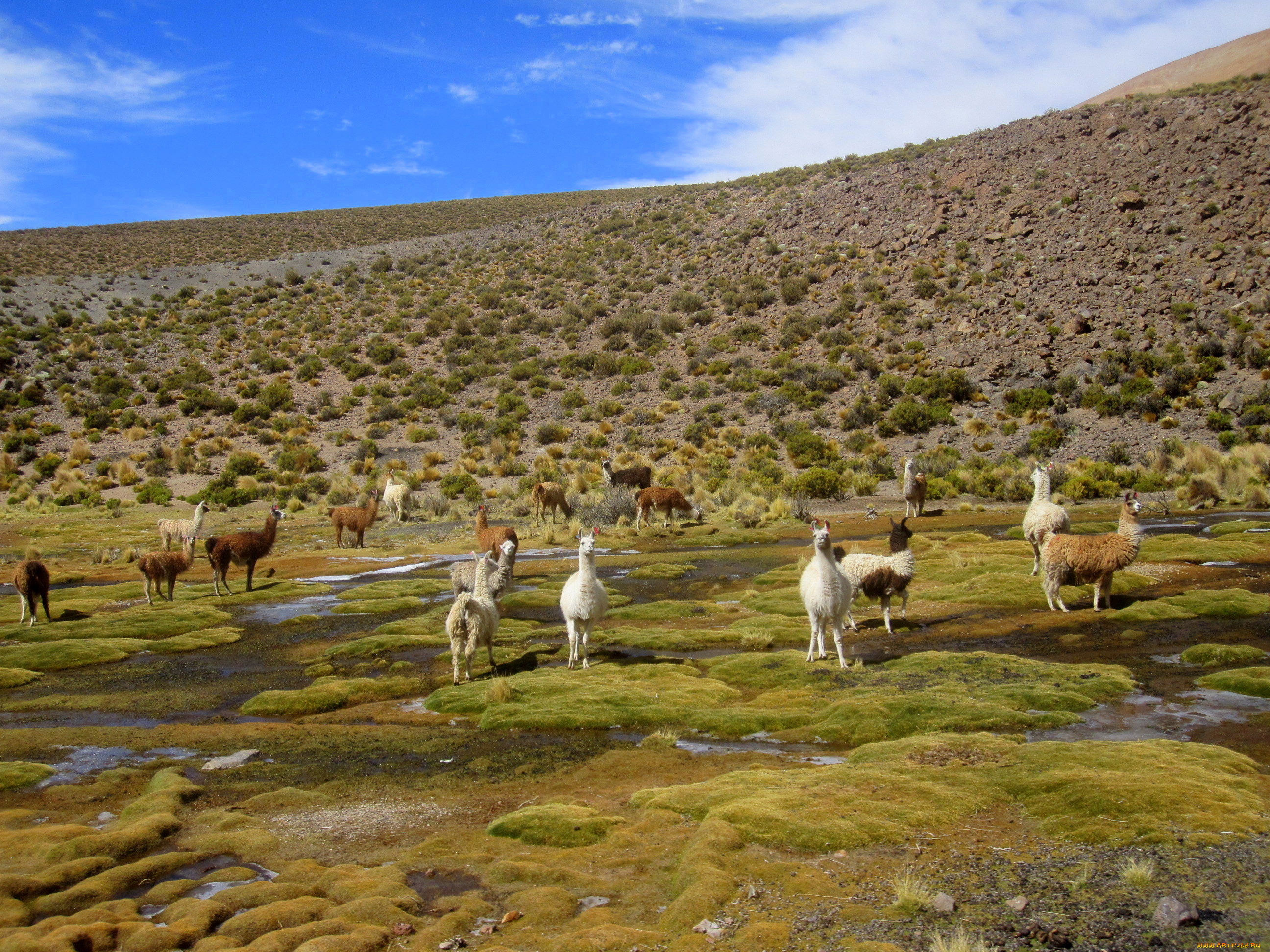 salar, de, uyuni, животные, ламы, bolivia