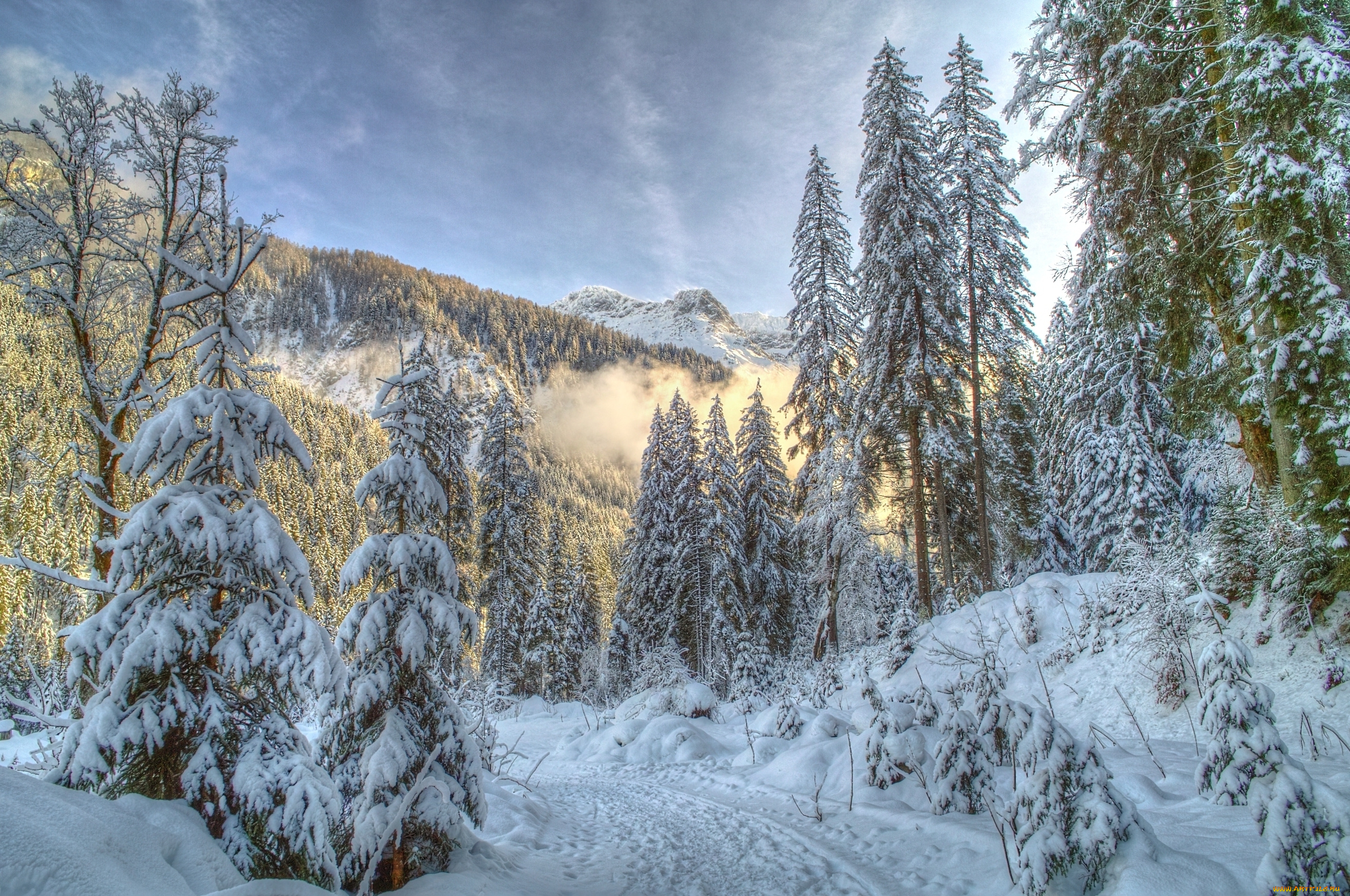 природа, зима, снег, ель, лес, деревья