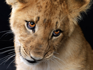 Картинка животные львы лев львёнок взгляд
