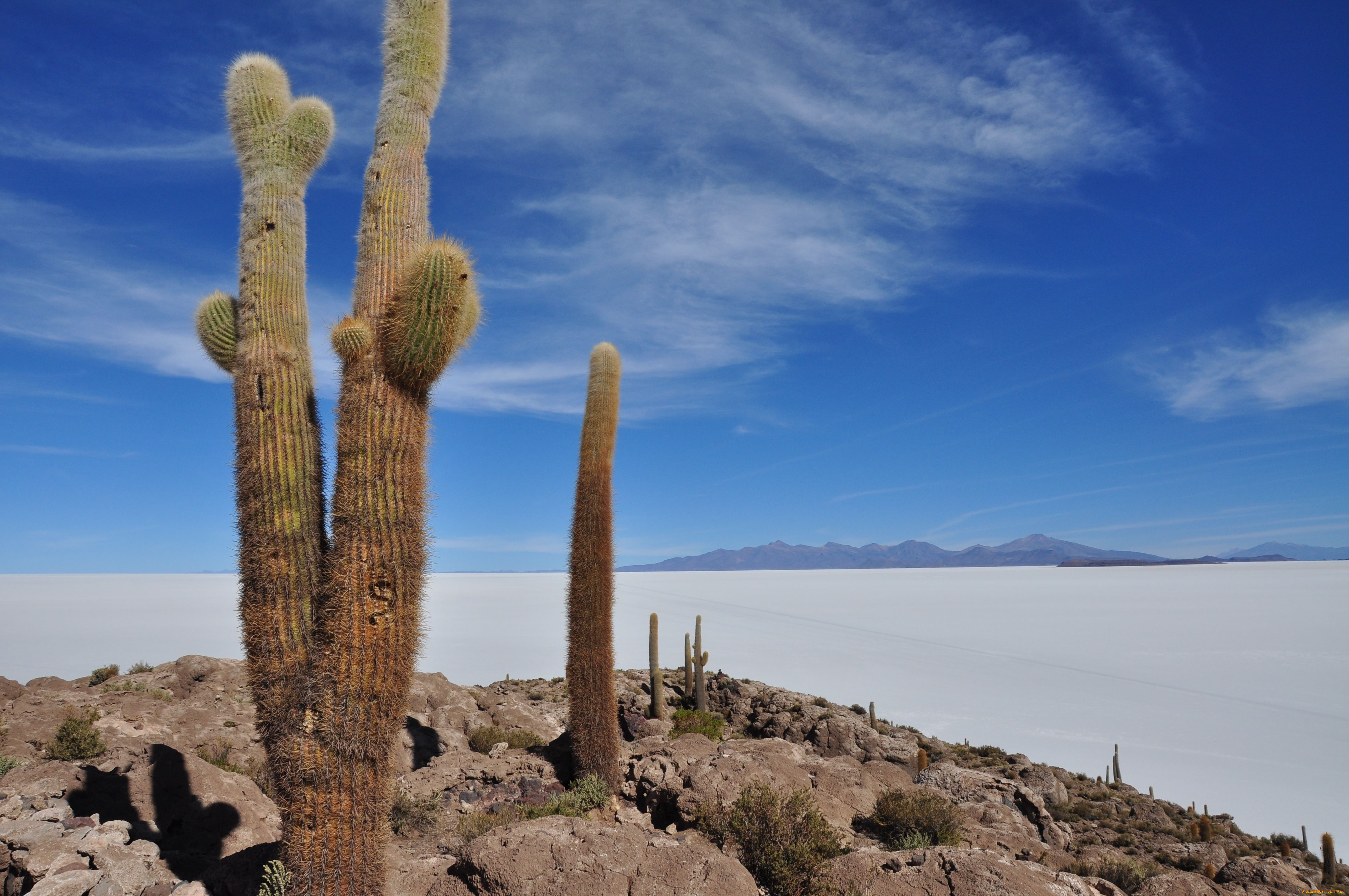 salar, de, uyuni, природа, другое, кактус, bolivia