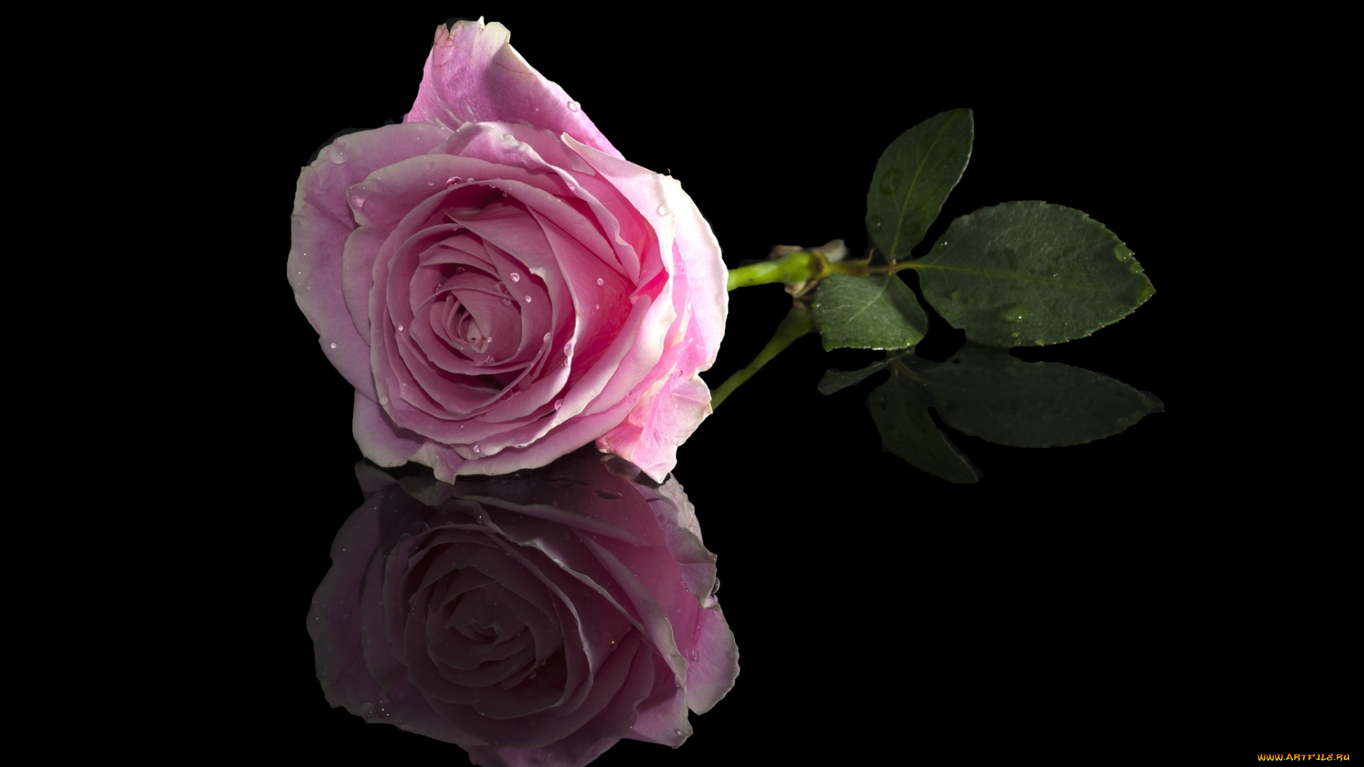 цветы, розы, розовый, отражение