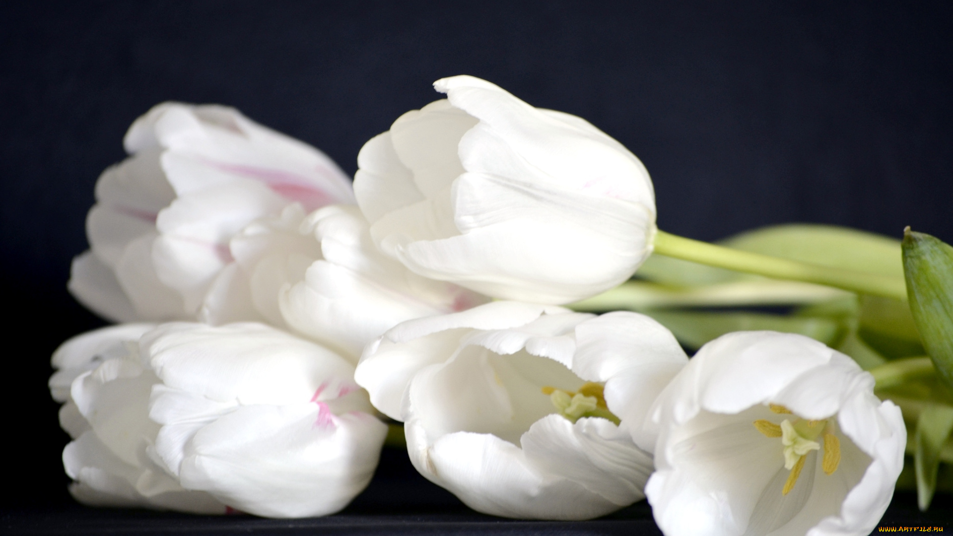 цветы, тюльпаны, белый