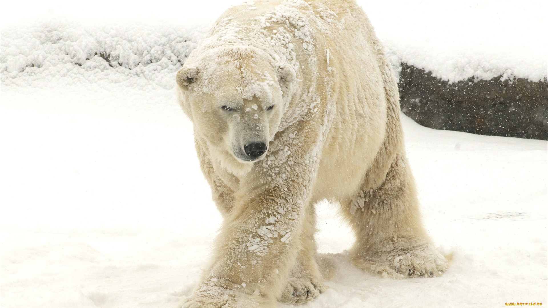 животные, медведи, косолапый, снег