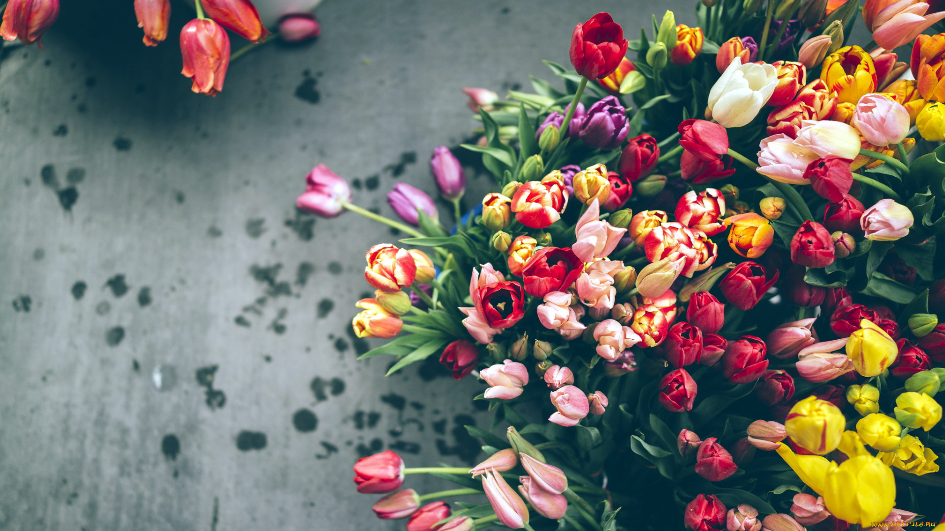 цветы, тюльпаны, разноцветный