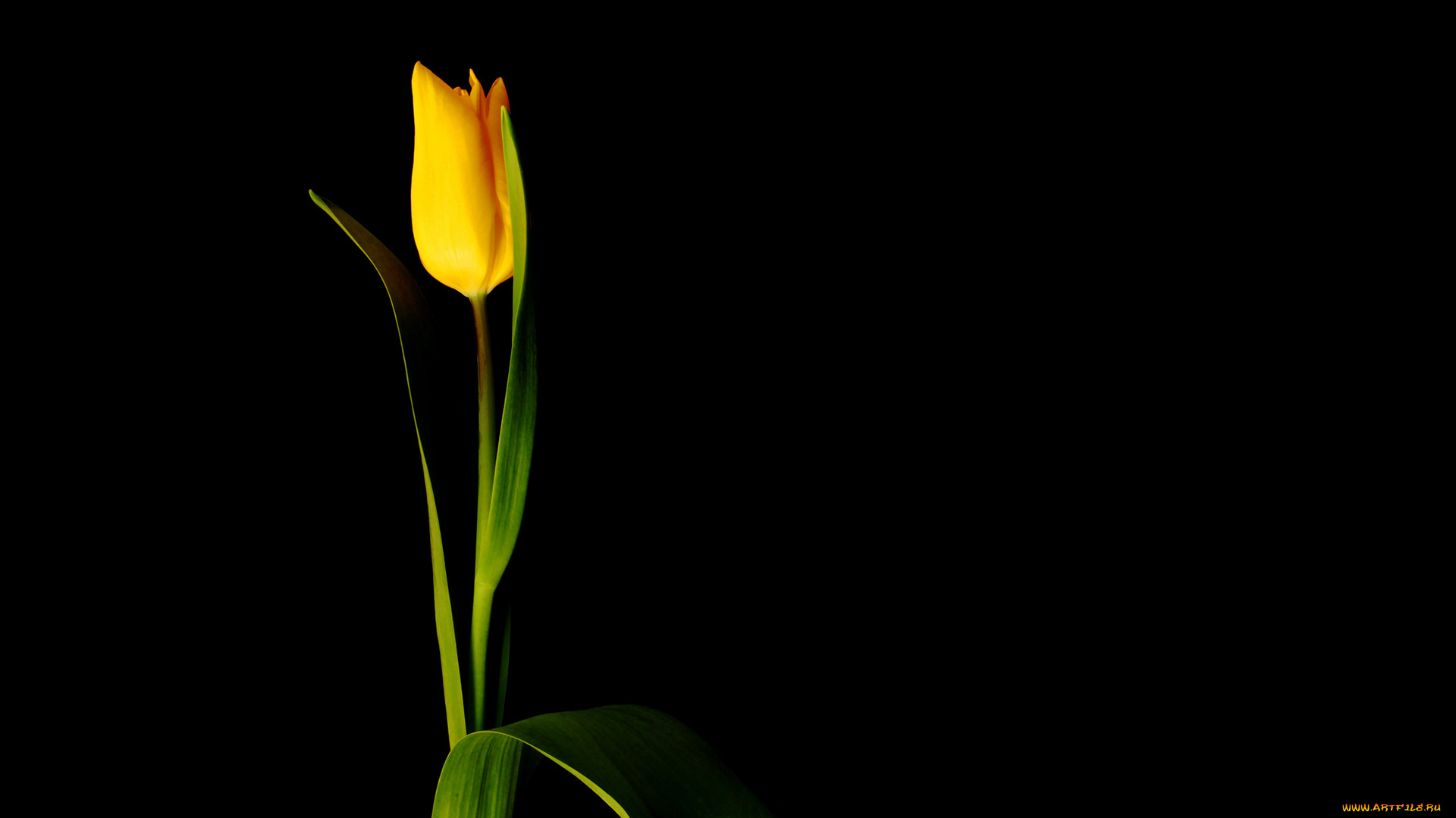цветы, тюльпаны, желтый
