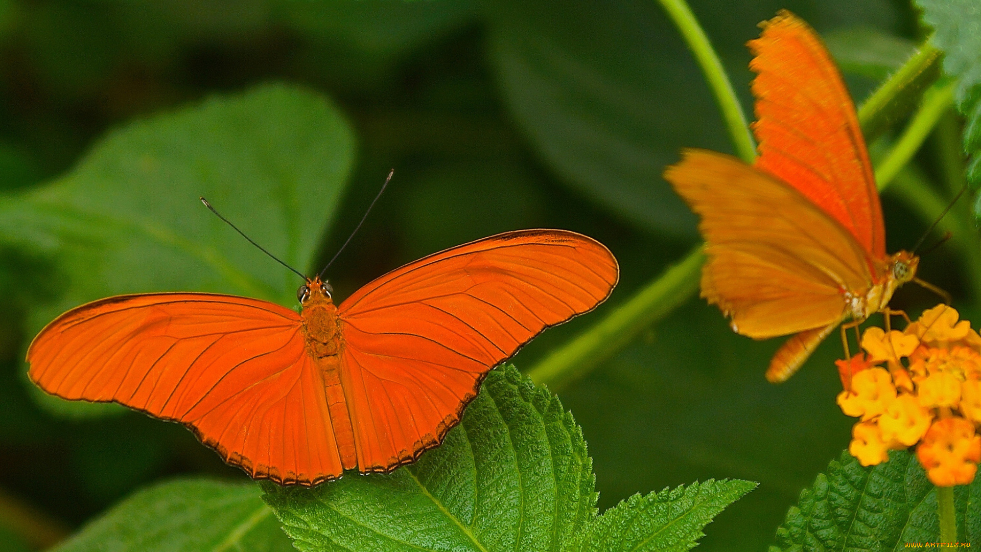 животные, бабочки, бабочка, оранжевая