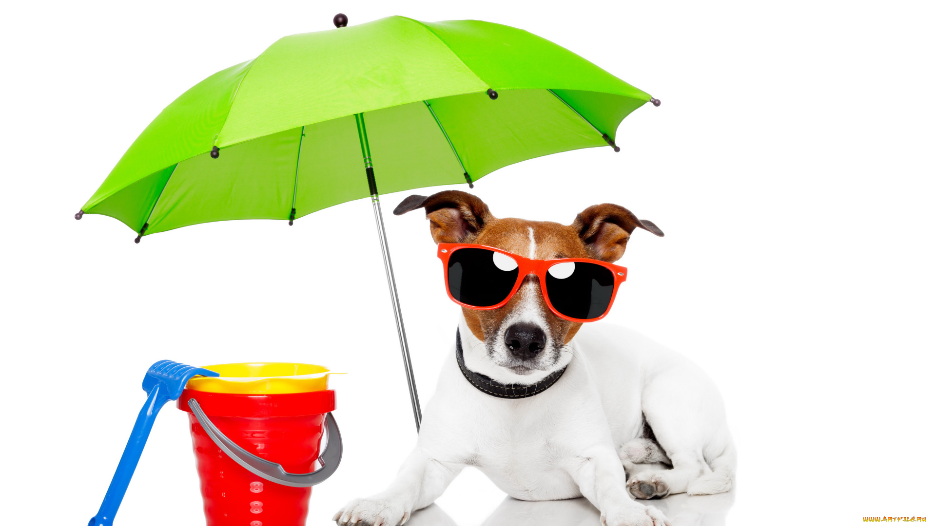 животные, собаки, собака, зонтик, пляж