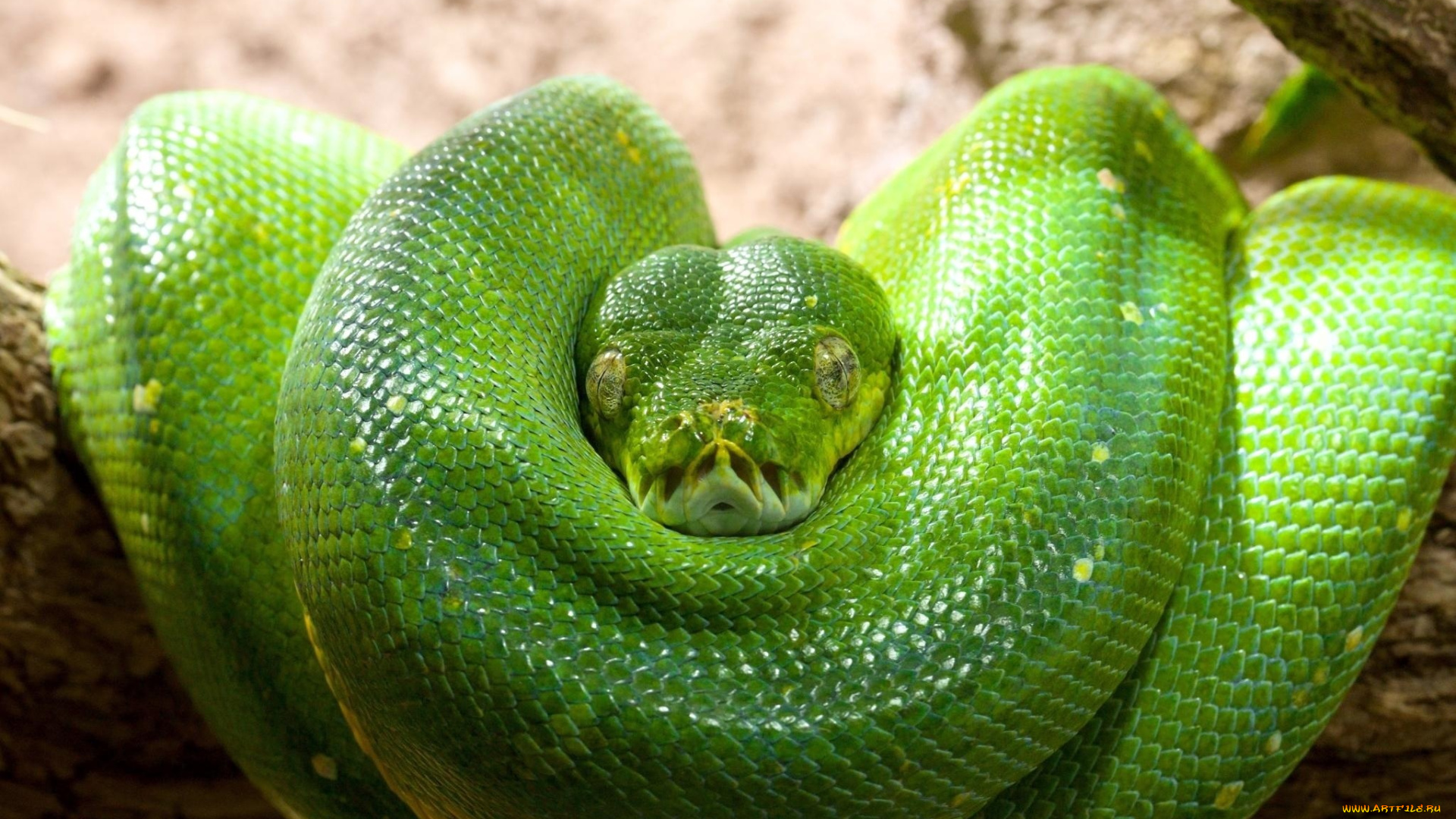 животные, змеи, , питоны, , кобры, зеленый, древесный, питон, чешуя, кольца, голова, змея