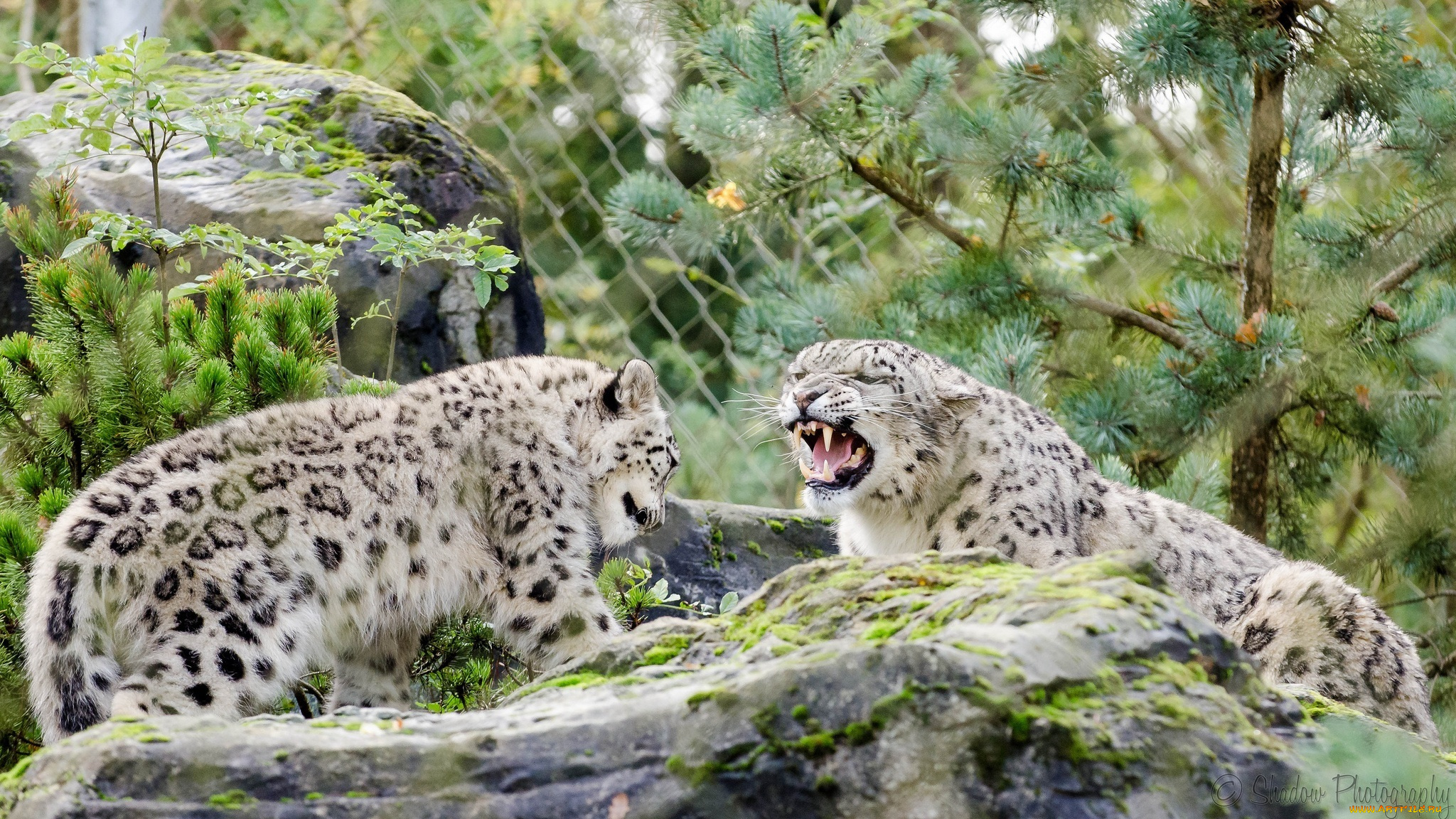 Снежный леопард животное без смс