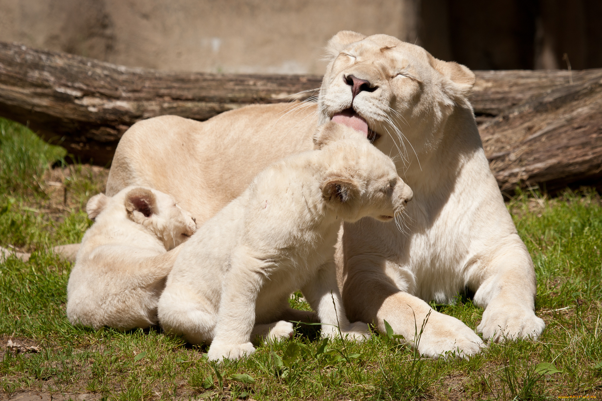 животные, львы, семья