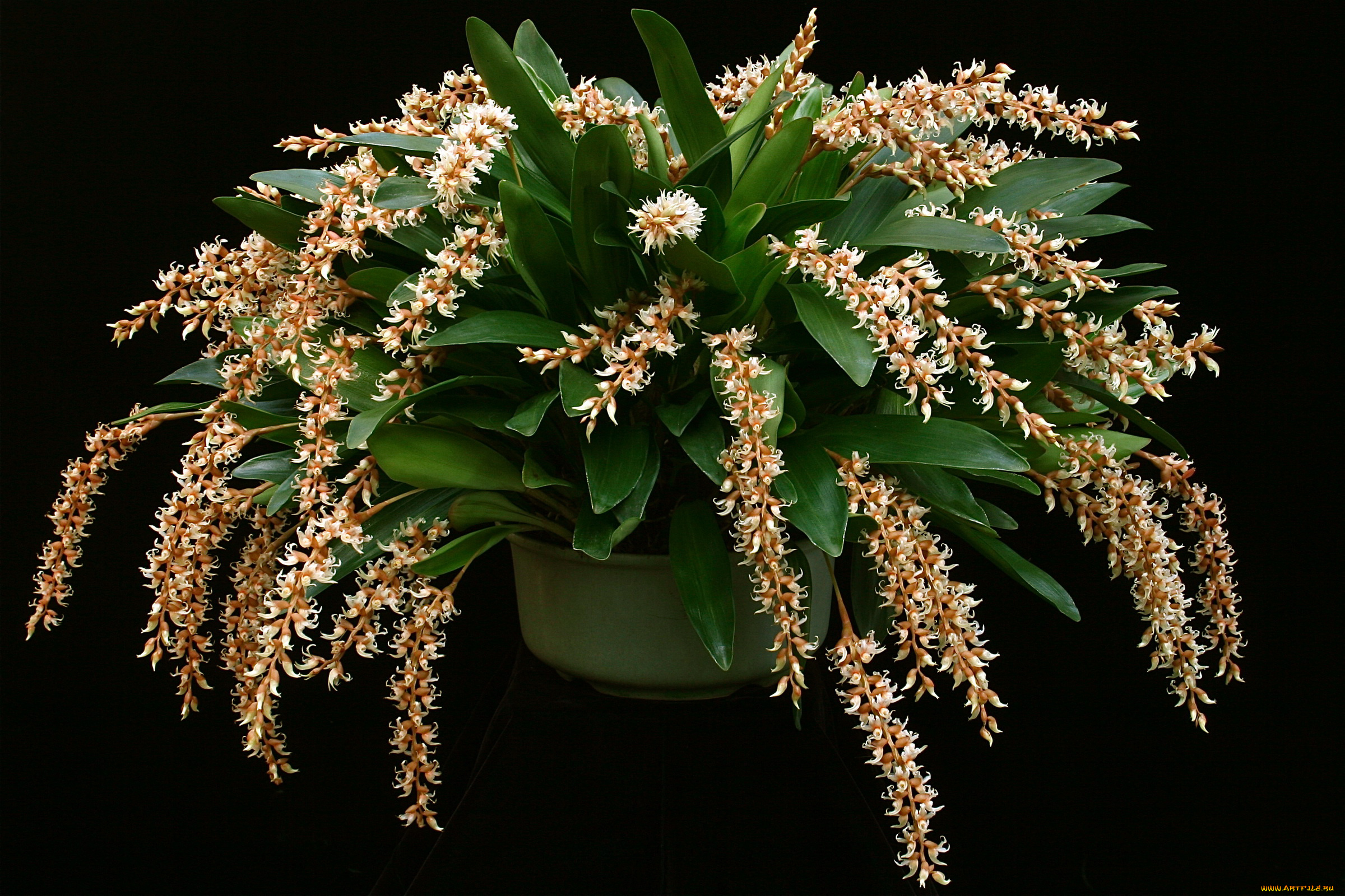 орхидеи, dendrochilum, cootesii, цветы, орхидеи, вазон