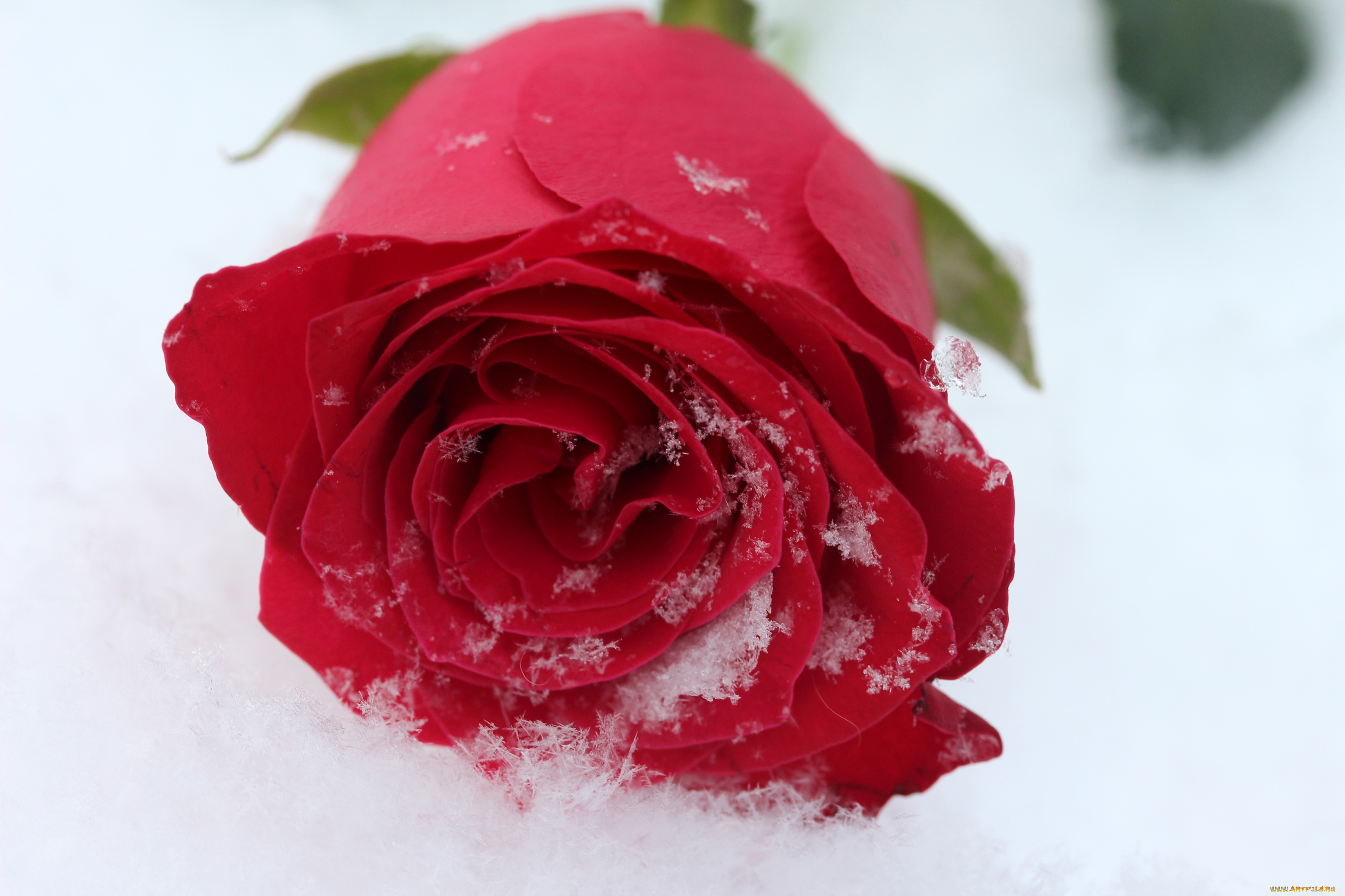 цветы, розы, снег
