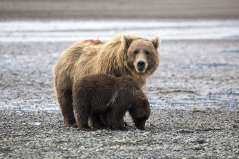 Картинка животные медведи семья пара малыш медвежонок мама медведица