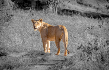 Картинка животные львы львиное сердце