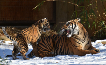 Картинка животные тигры тигрица детеныш