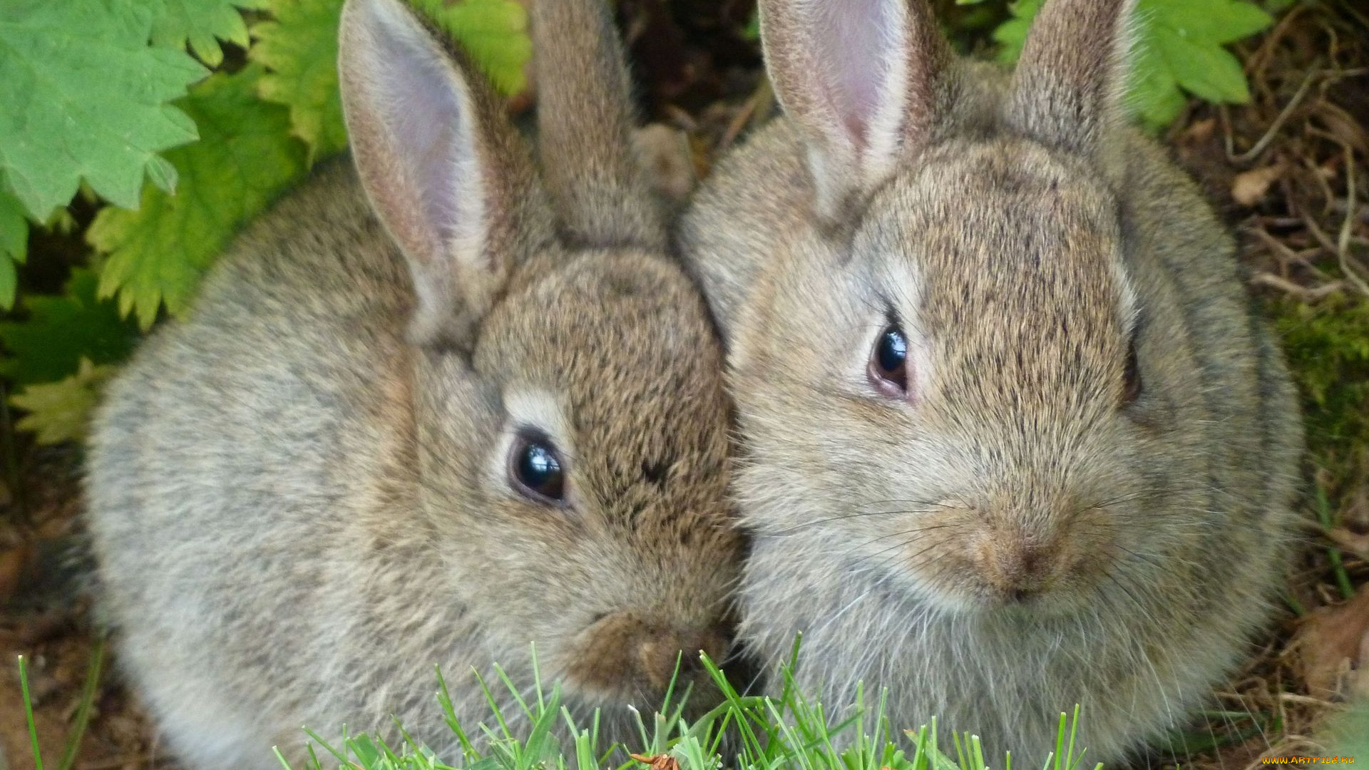 кролики, животные, , зайцы