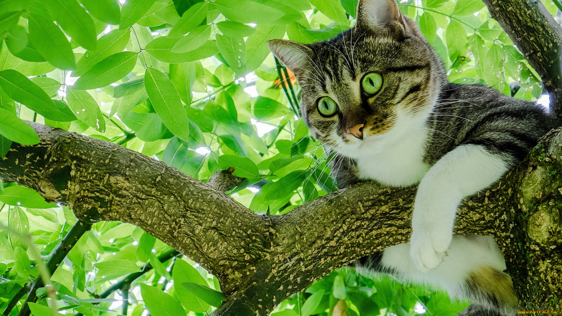 животные, коты, дерево, листва, на, дереве, кот, листья, кошка