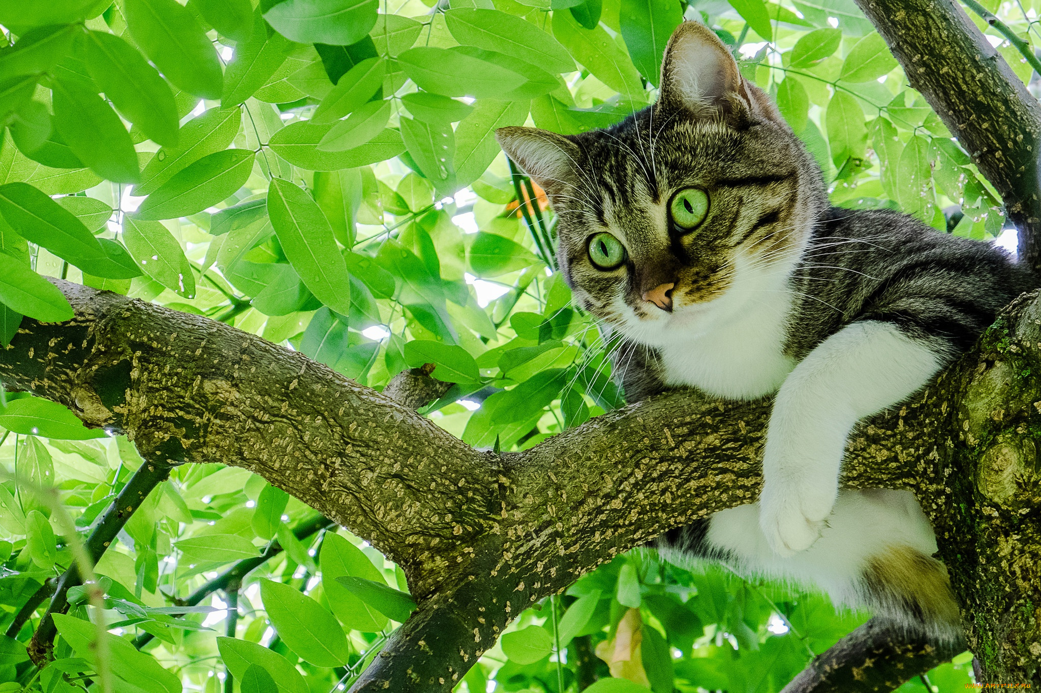 животные, коты, дерево, листва, на, дереве, кот, листья, кошка