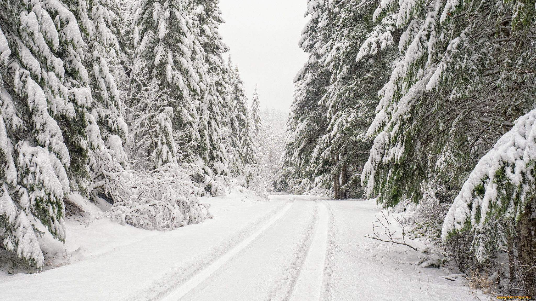 природа, зима, ели, деревья, снег, лес, дорога