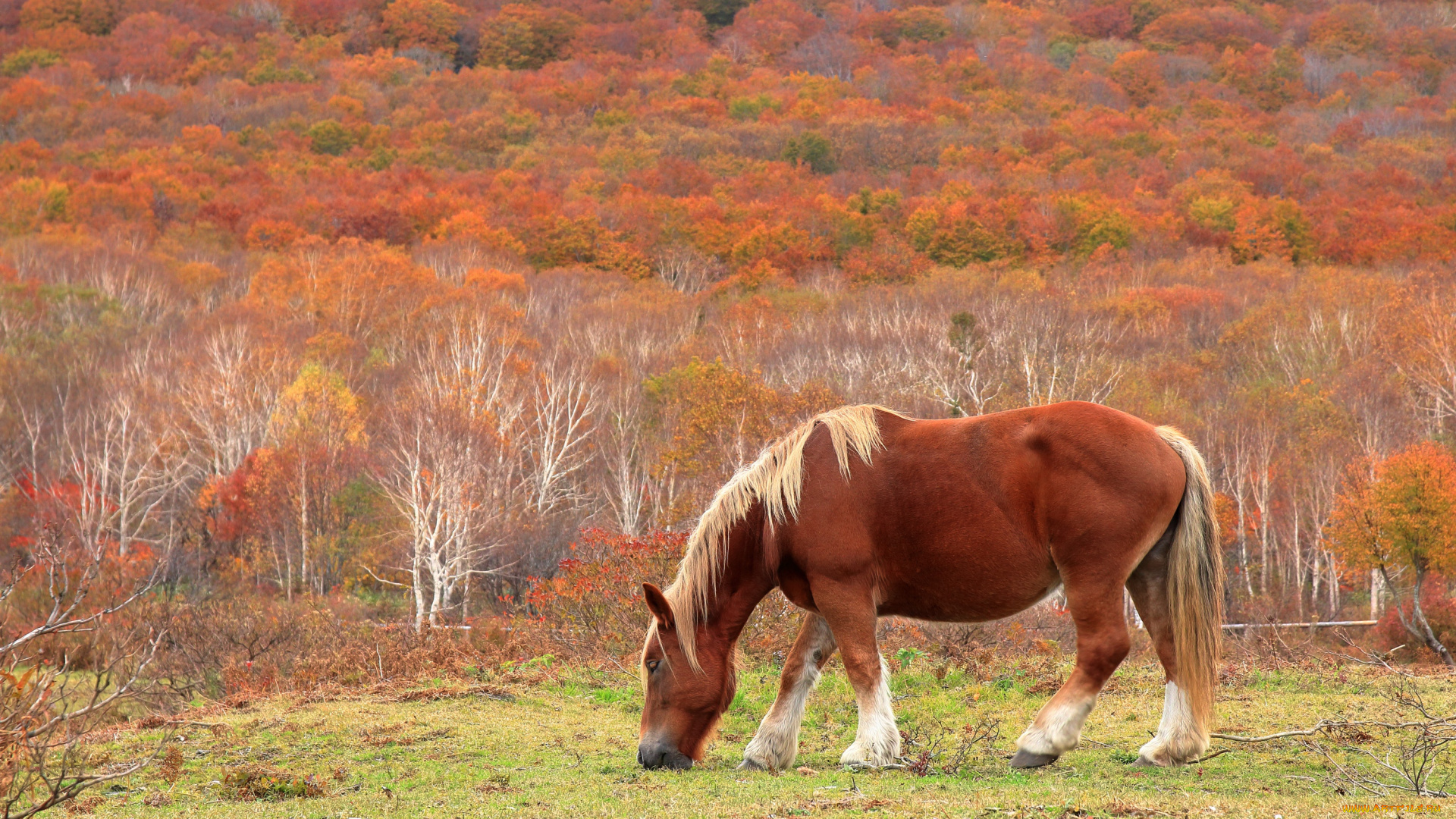 животные, лошади, лес, пастбище, осень, бурая, лошадь