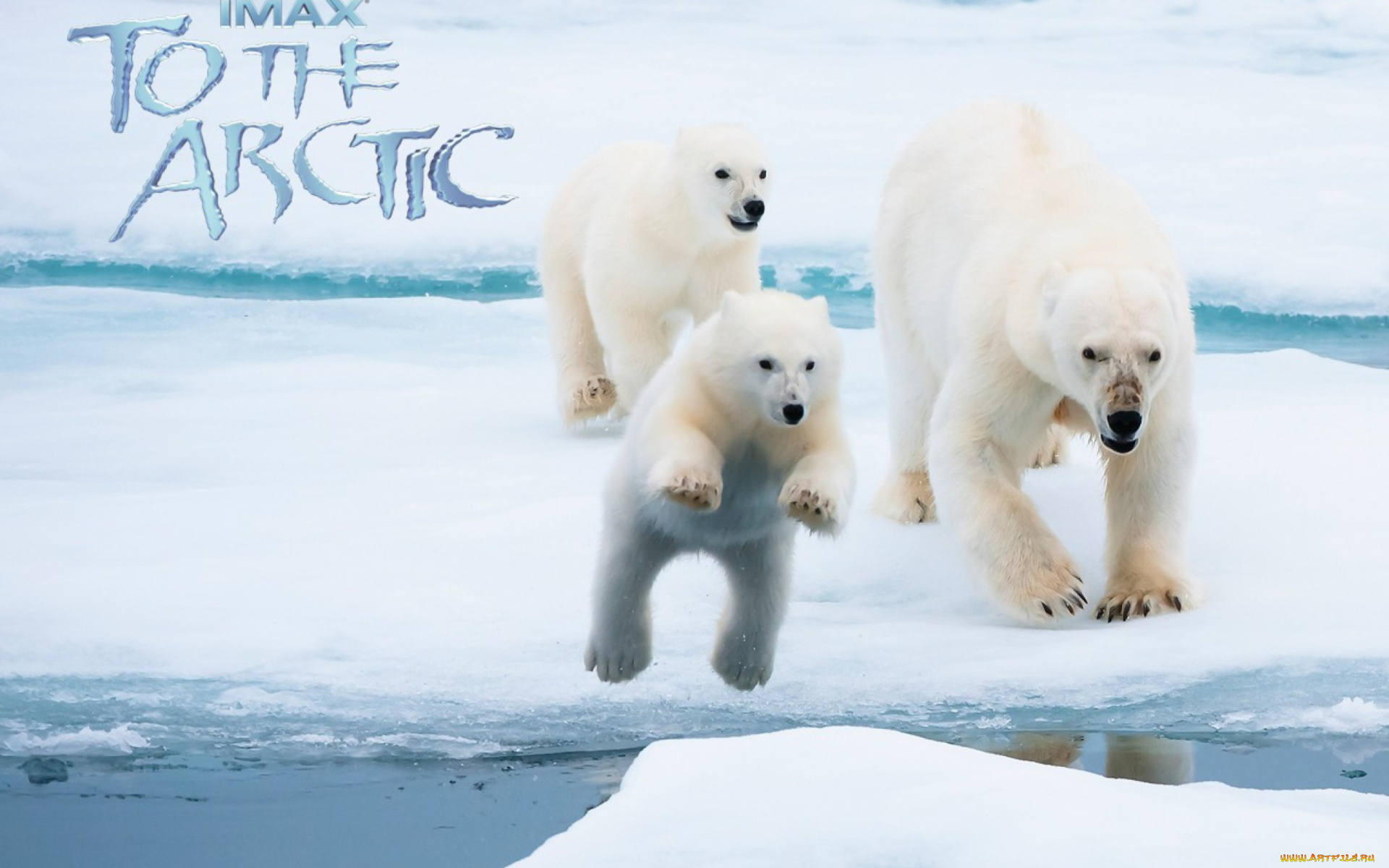 кино, фильмы, to, the, arctic, 3d, белые, медведи, арктика, льды