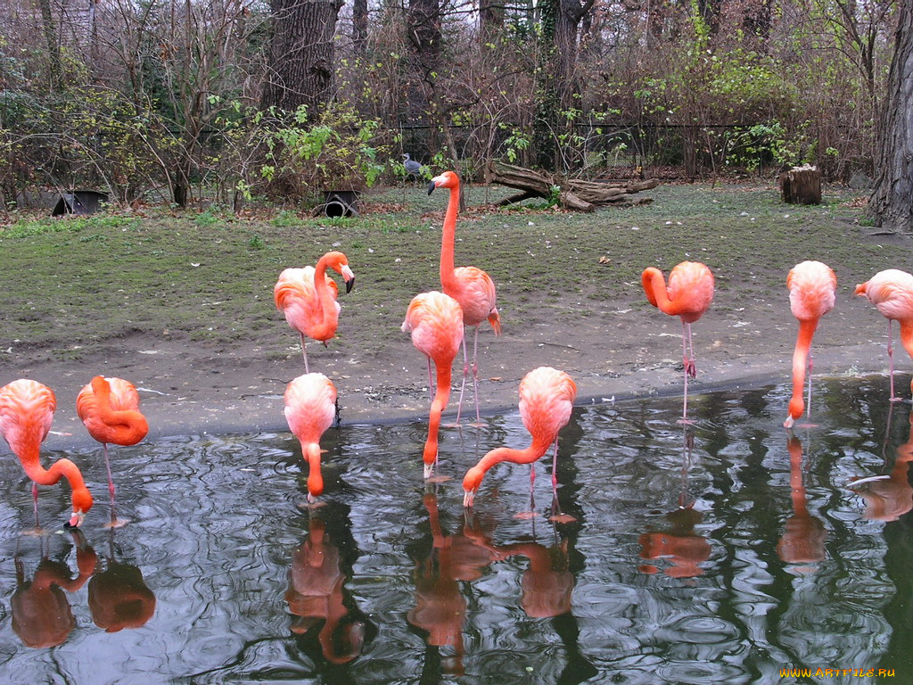 berlin, zoo, животные, фламинго