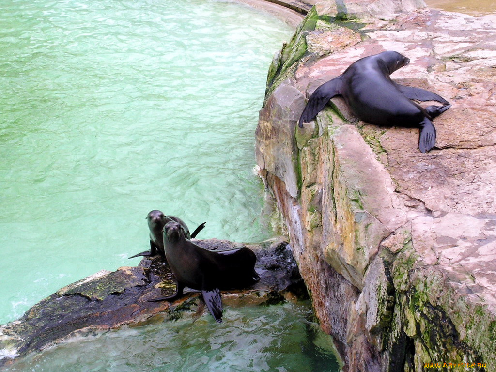 berlin, zoo, животные, тюлени, морские, львы, котики