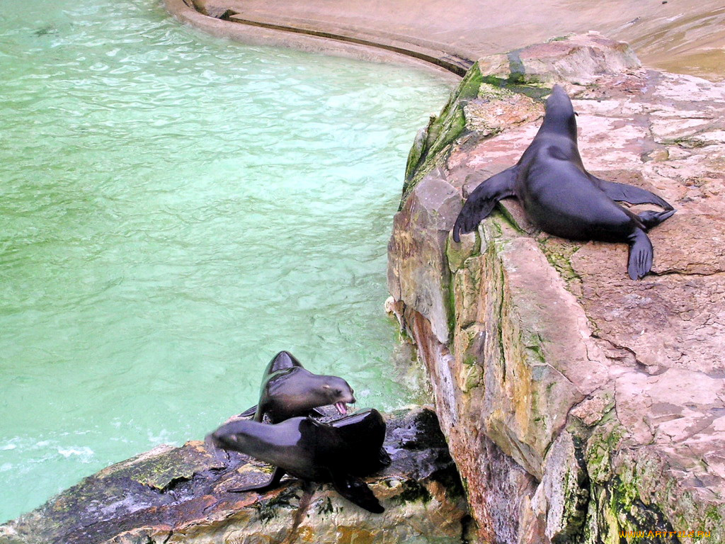 berlin, zoo, животные, тюлени, морские, львы, котики