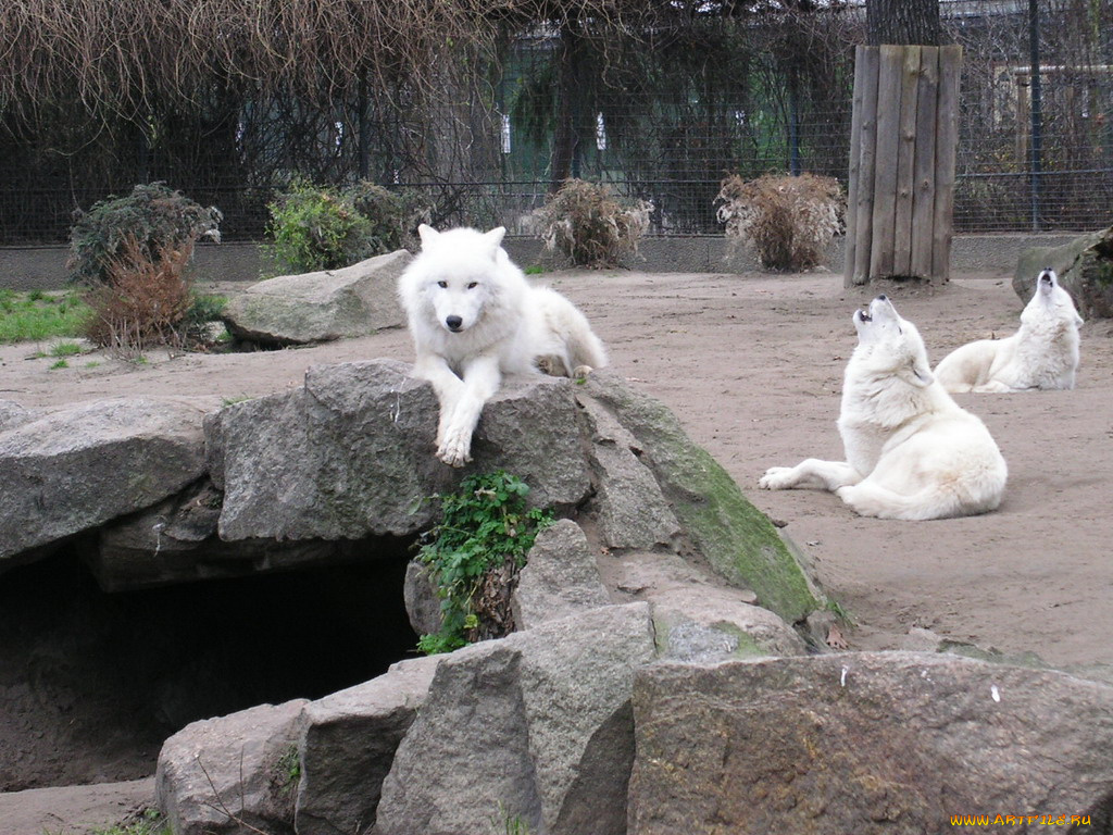 berlin, zoo, животные, волки