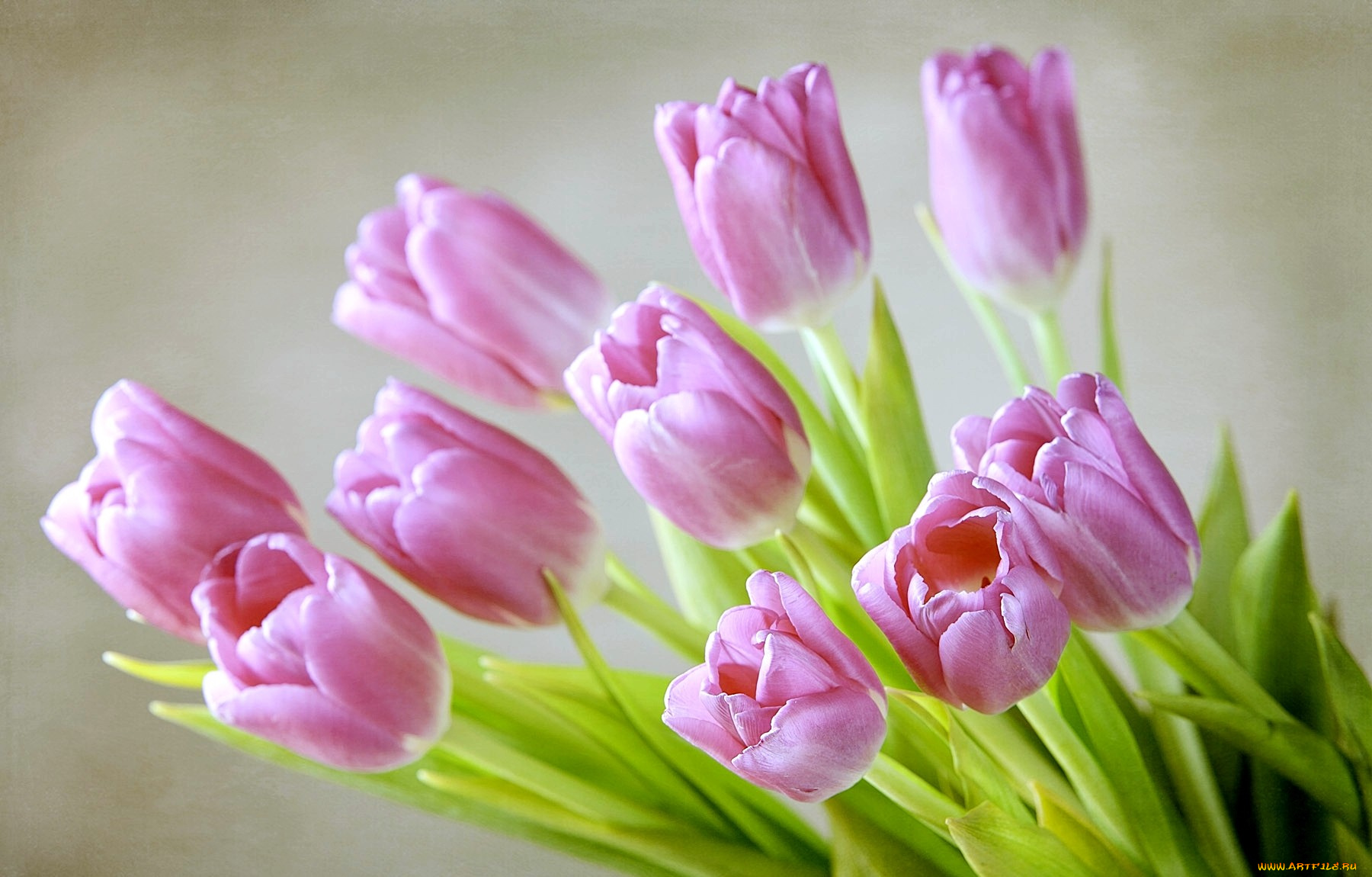 цветы, тюльпаны, нежность, розовый