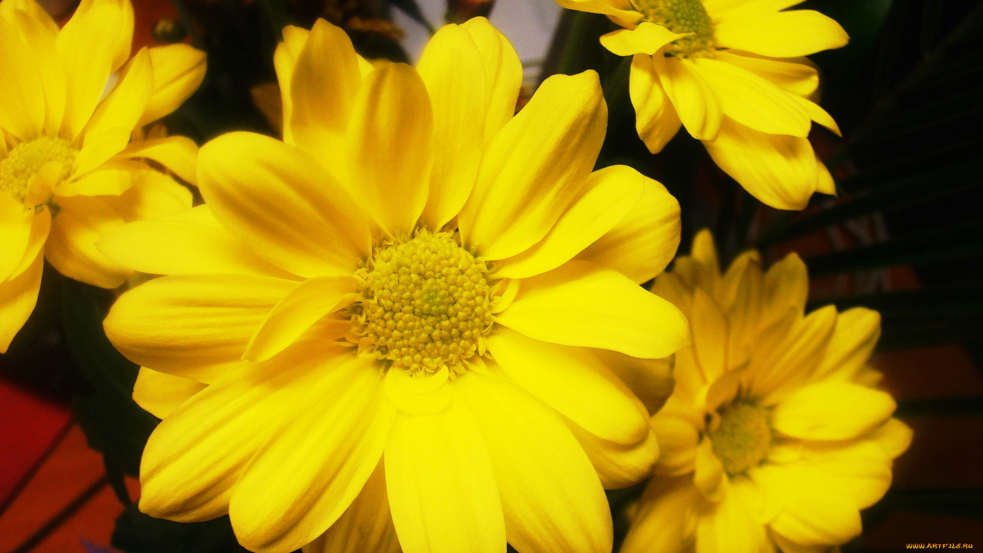 цветы, хризантемы, яркий, желтый