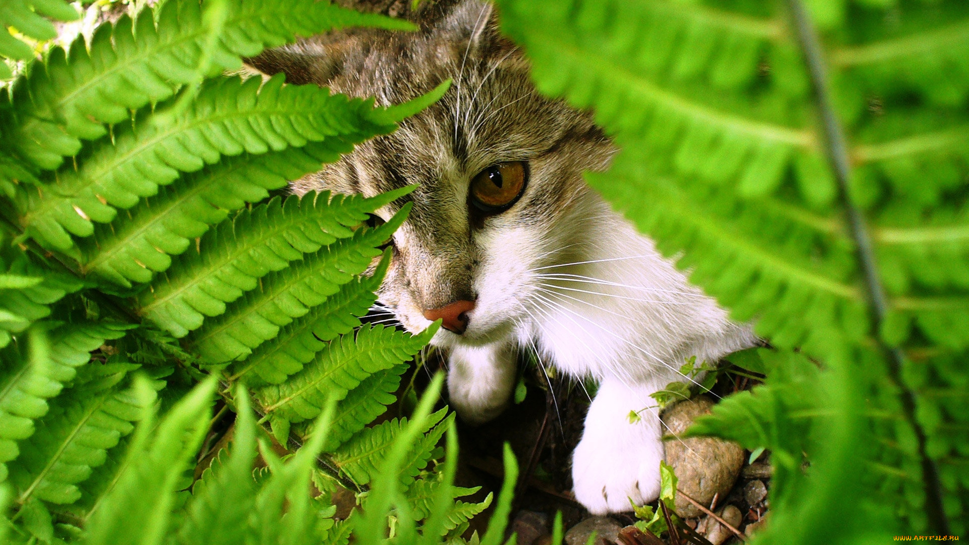 животные, коты, кошка, листья, прятки